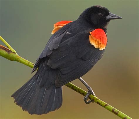 pic of blackbird|small american blackbird.